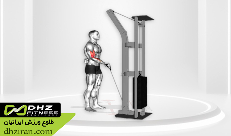 جلو بازو سیم کش تک دست (Single Arm Cable Curl):
