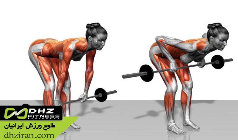 زیربغل هالتر خم Bent Over Barbell Row: